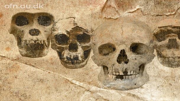 DNA og fossiler udvider vores stamtræ